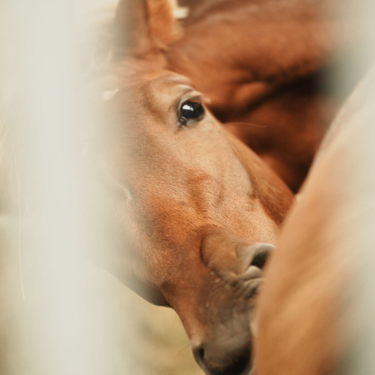 oboz-letni-ze-szczecina-konny-czaplinek-2025-16 oboz-letni-ze-szczecina-konny-czaplinek-2025-16
