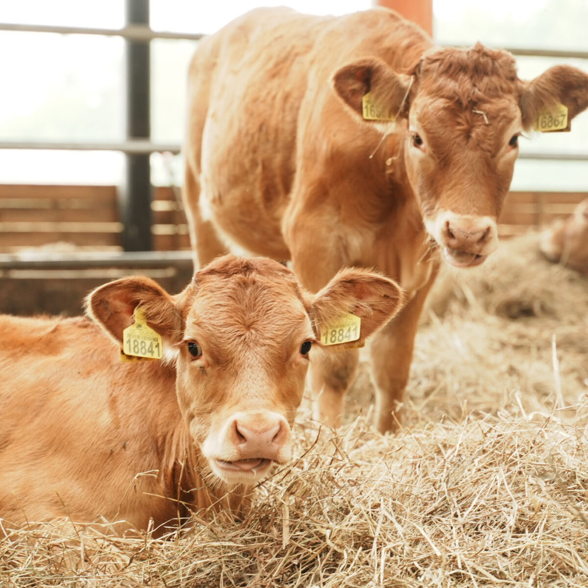 oboz-letni-ze-szczecina-konny-czaplinek-2025-18 oboz-letni-ze-szczecina-konny-czaplinek-2025-18